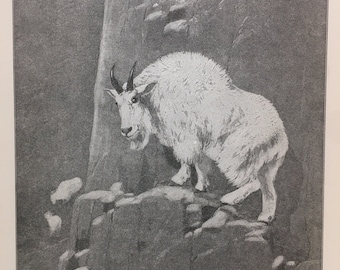Rocky Mountain Goat 1910 Black White Print Orders of Mammals Antique Art Rungius