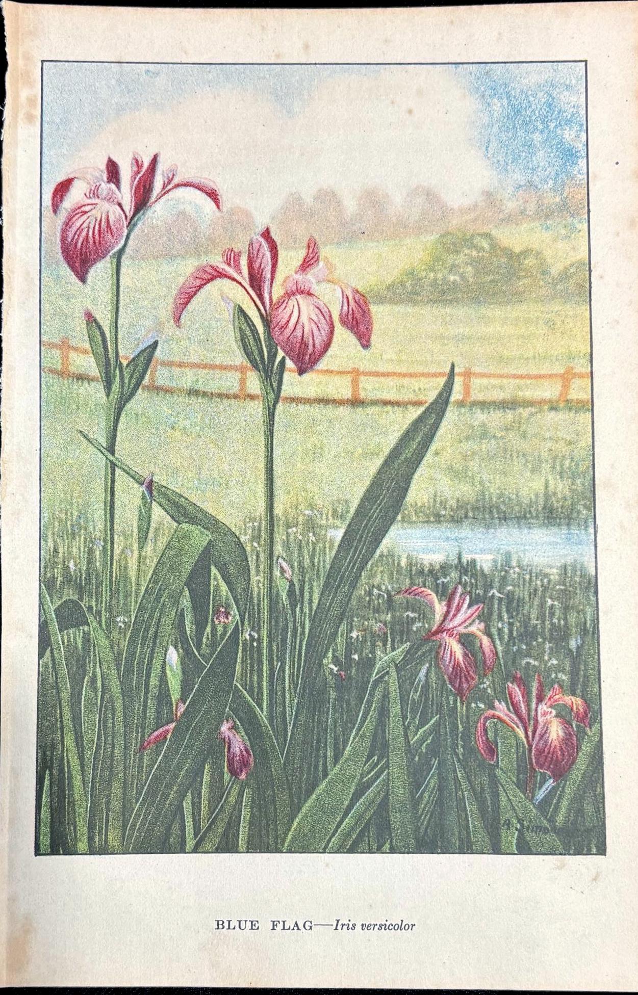 Iris versicolor - Etsy 日本