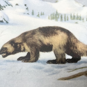 Wolverine COLOR Art print Lithograph 1926 Vintage ANIMALS McGinn