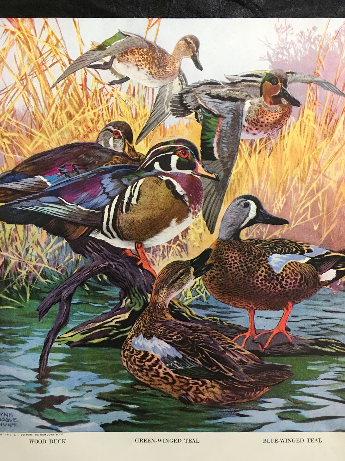 Lynn Bogue Hunt Wood Duck Green Winged & Bluewinged Teal 1941 Etsy