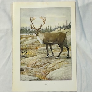 May include: A vintage illustration of a woodland caribou standing on a rocky terrain. The caribou has large antlers and a brown coat. The illustration is in a muted color palette and has a vintage aesthetic.