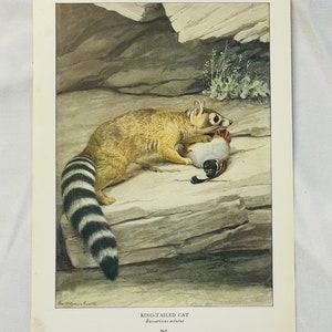 Kot katta Louis Agassiz Fuertes Vintage Print 1918 Wildlife Art
