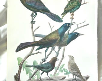 Grackle & Starling and Cowbird Louis Agassiz Fuertes Vintage Print 1936
