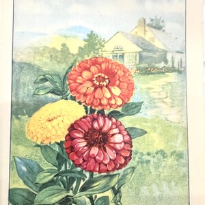 ZINNIA by Myron Van Brunt 1926 Flower Wall Art Botanical Wall Decor Nature Art Print Flowers orange yellow red image 2