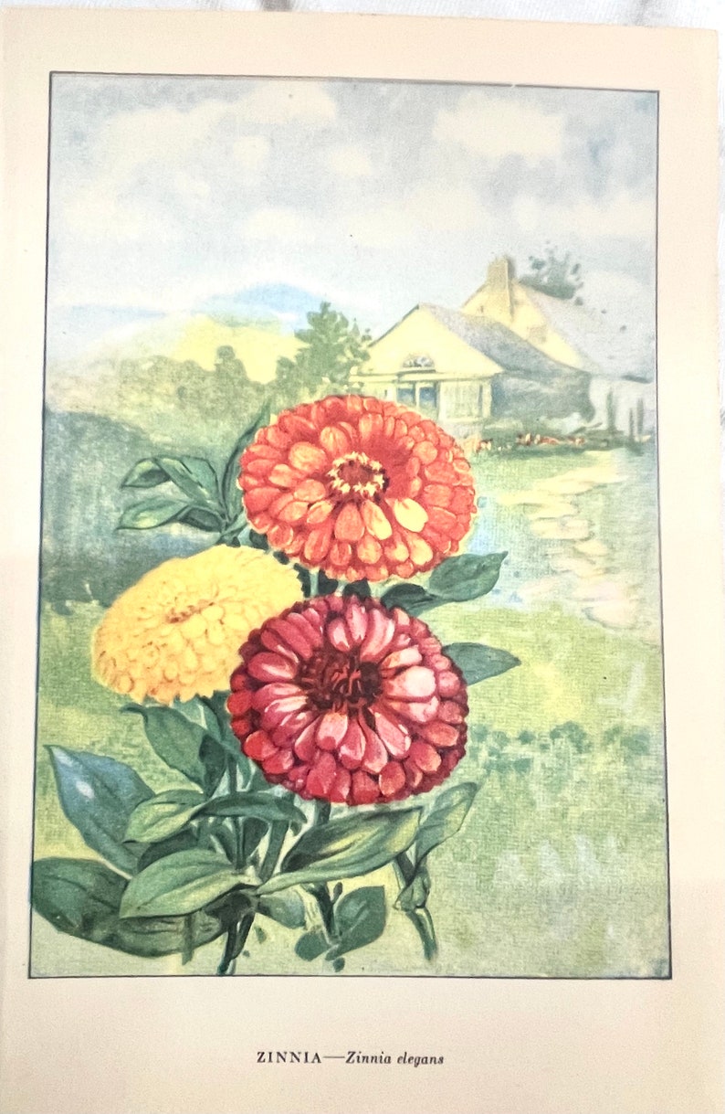 ZINNIA by Myron Van Brunt 1926 Flower Wall Art Botanical Wall Decor Nature Art Print Flowers orange yellow red image 2