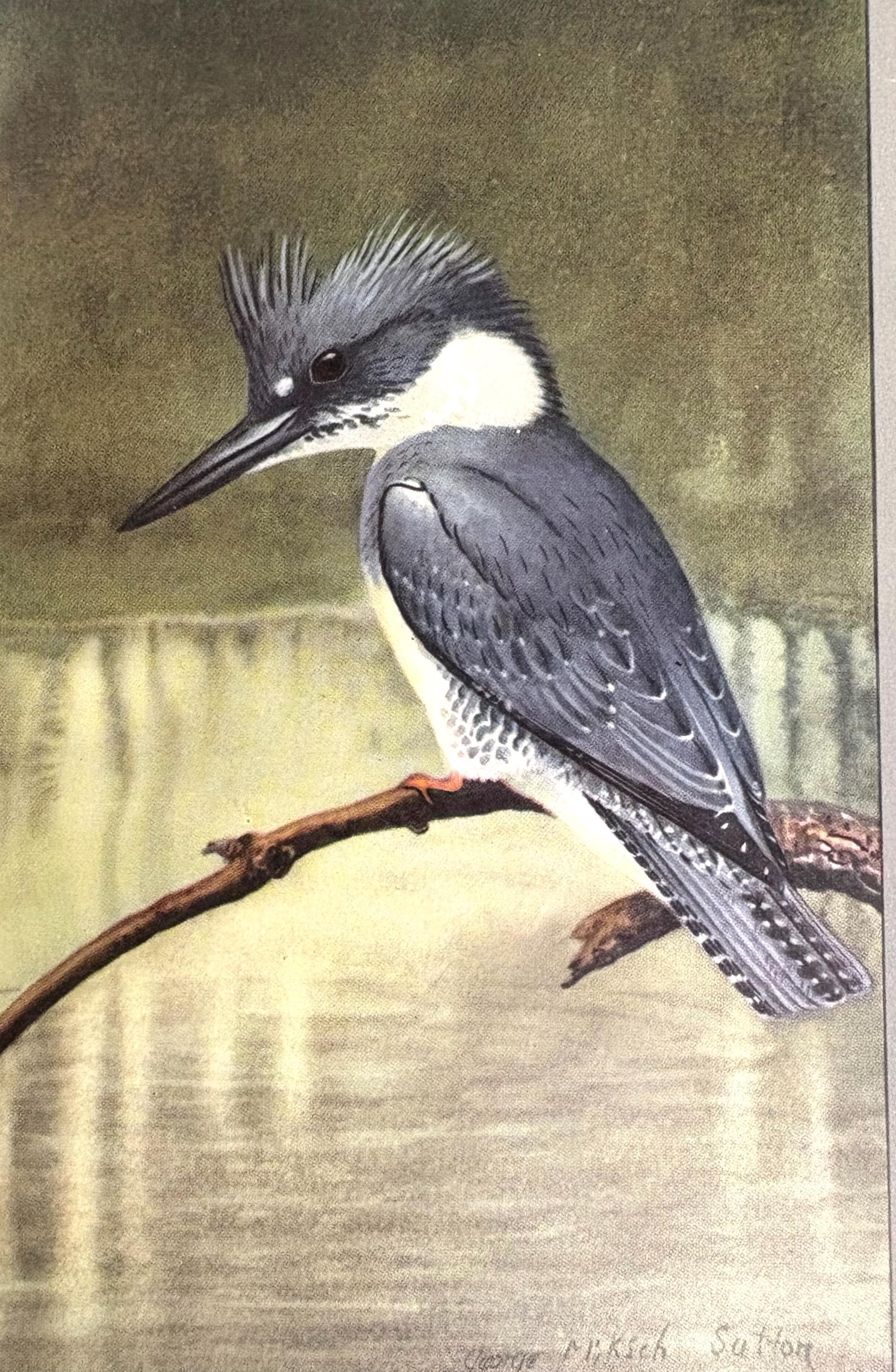 George Miksch Sutton Bird Art Print Kingfisher 1934 Antique