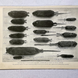 Native Mice and Rats Print: 1904 Black & White Mammal Illustration