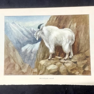 Mountain GOAT Color Art Plate Lithograph 1926 Vintage ANIMALS McGinn