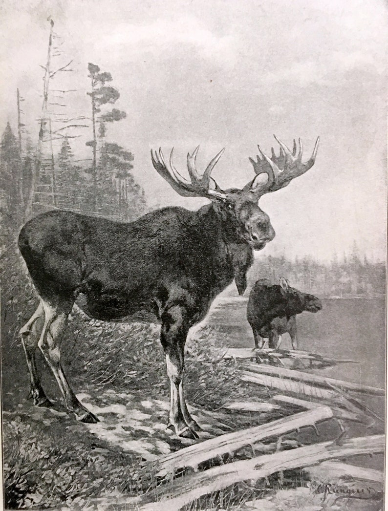 American Moose 1910 Black White Print Orders of Mammals Antique Art - Etsy
