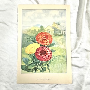 ZINNIA by Myron Van Brunt 1926 Flower Wall Art Botanical Wall Decor Nature Art Print Flowers orange yellow red image 1