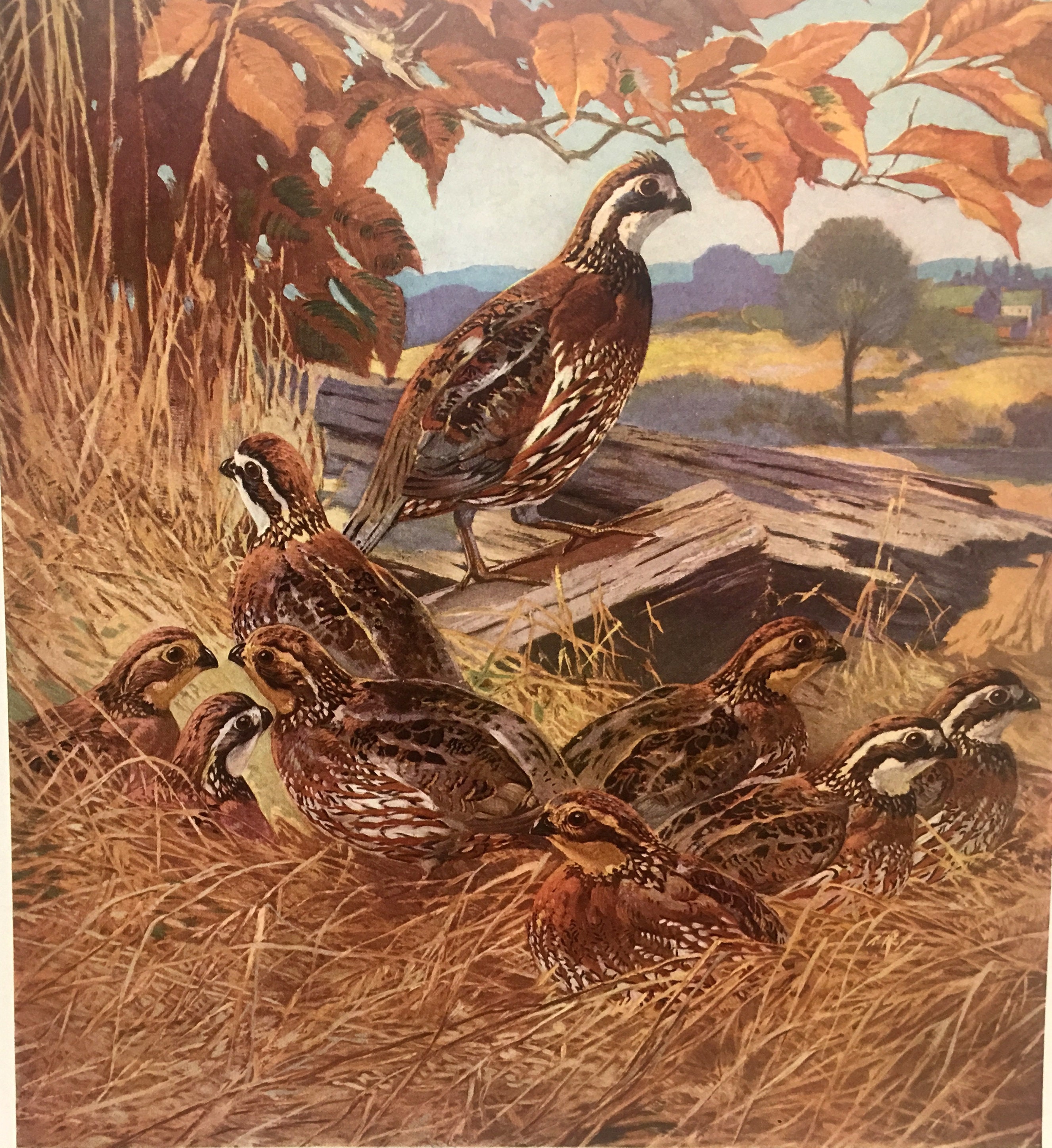 Lynn Bogue Hunt Bob-white Quail 1917 Du Pont Art Print | Etsy