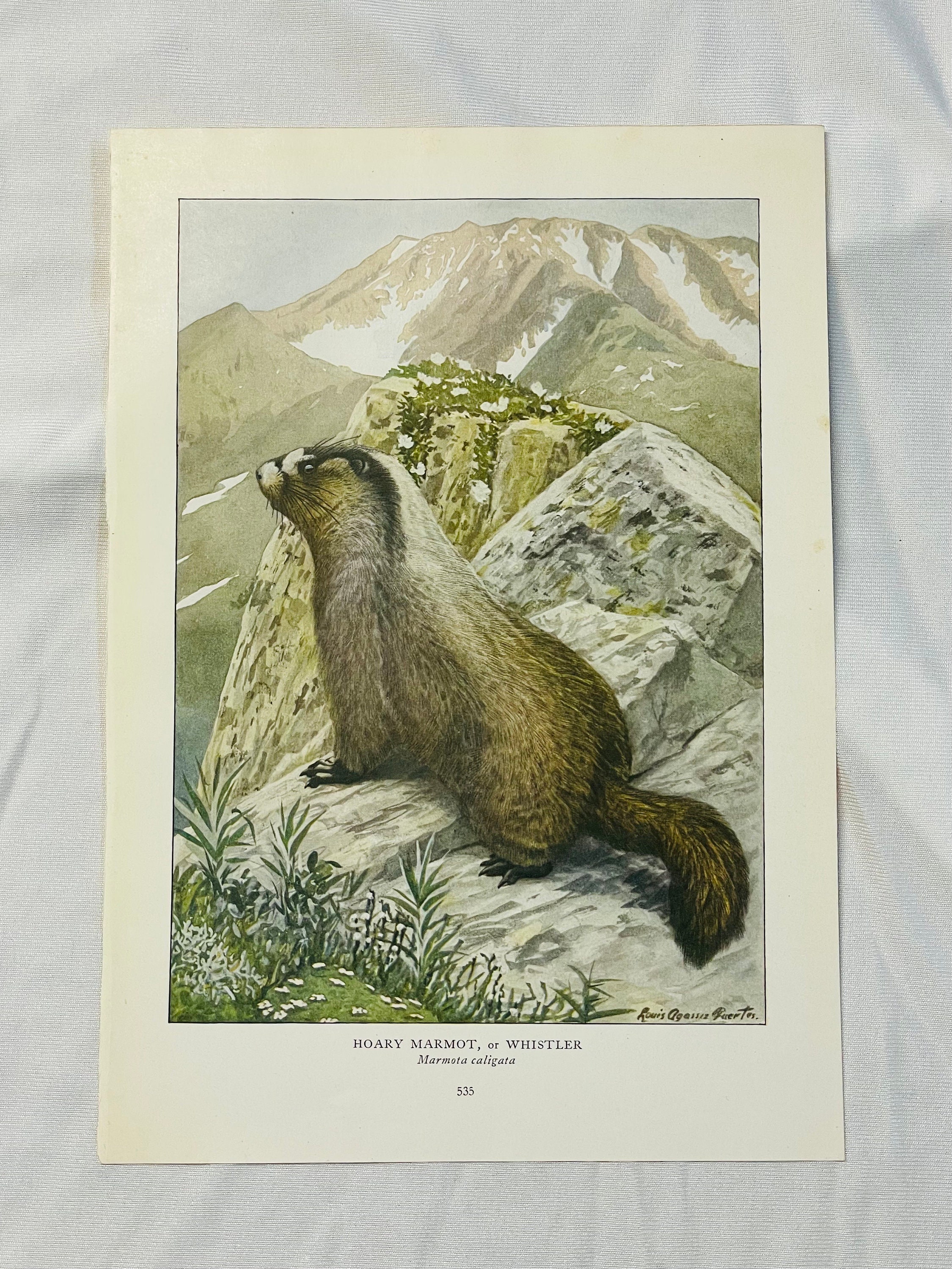 Marmotte des bois de Whistler Louis Agassiz Fuertes vintage
