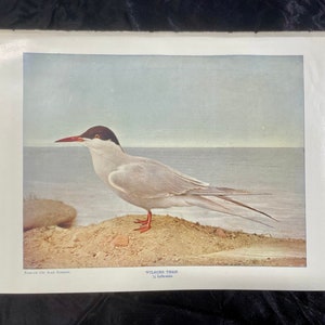 Sterna di Wilson, Chicago Academy of Science, Neltje Blanchan, 1904, stampa artistica, illustrazione a colori, uccello