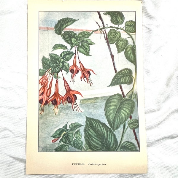 FUCHSIA by Myron Van Brunt 1926 Flower Wall Art Botanical Wall Decor Nature Art Print Flowers