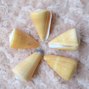 Cone Shells (5) Seashells Nautical decoration Beach Wedding Mermaid Conus daucus Spicers Conus Virgiconus Spiceri Conus Quercinus Oak Cone
