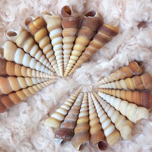 Brown White Turritella Seashells (10) S, M, L Shells Seashell Supply Craft Beach Wedding Coastal Home Decor Nautical decoration Seaside
