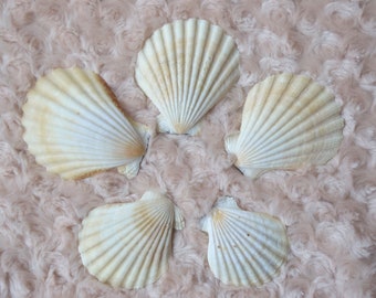 10 Coquillages Marco Island Scallop - 4-5 Cm - Pour Mariage, Déco, Loisirs Créatifs