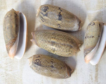 Olive mix (Oliva) Seashells (5 pcs) 1.5-2.5" Unpolished Shells Seashell Supply Craft Beach Wedding Coastal Home Decor Nautical decoration