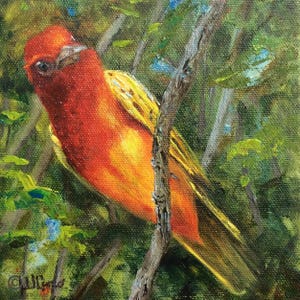 Summer Tanager bird , original songbird oil painting on cotton canvas, 6x6&quot;, birding Texas coast, bird 1 ©WCaro