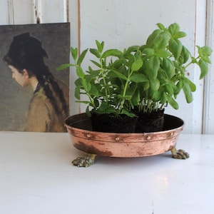 May include: A round copper bowl with a weathered patina, featuring a decorative band of small rivets along the rim and three ornate brass feet shaped like animal paws. The bowl contains two small green herb plants with dark soil visible.