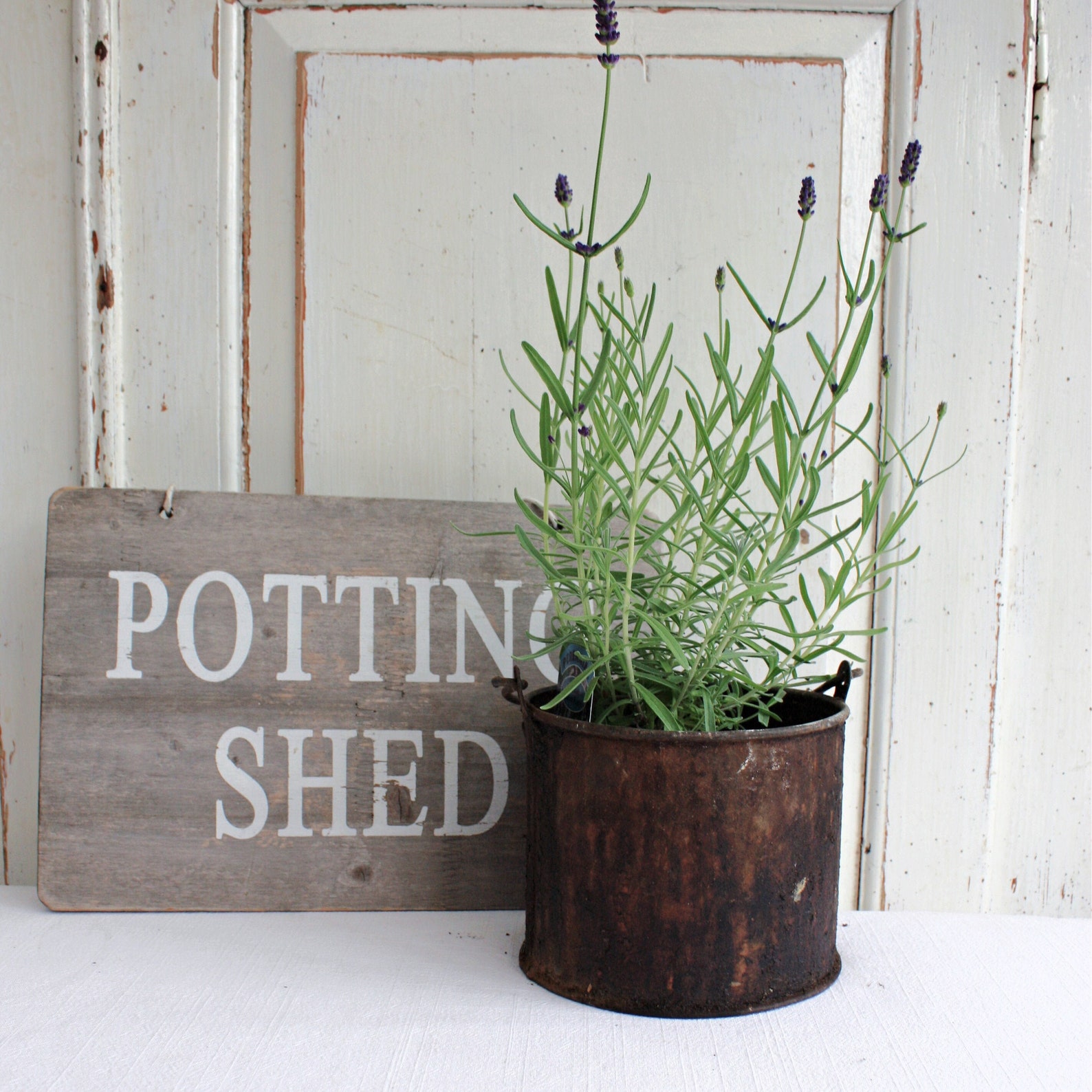 Old Galvanised Metal Paint Kettle Unique Herb or Garden Etsy UK