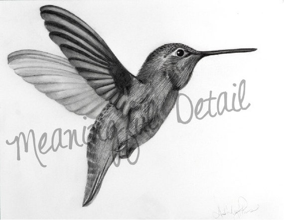 Artículos similares a Colibrí, Original dibujo a lápiz en Etsy