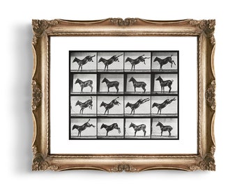 Vintage Equestrian Photography, donkey photograph, donkey print, vintage artwork, antique photography, equine, equestrian art