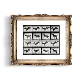 Vintage Equestrian Photography, donkey photograph, donkey print, vintage artwork, antique photography, equine, equestrian art