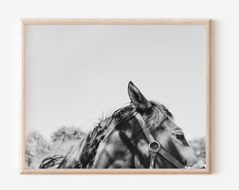 Moody Mare - black and white photograph of a thoroughbred mare, equestrian home, horse photography, equine, equestrian