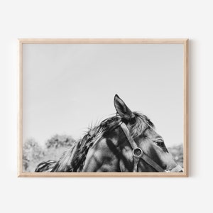 Moody Mare Photograph: Black and White Equine Art Print