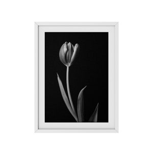 Black and White Tulip Photography Print: Botanical Art