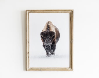 American Bison Buffalo Fine Art Print, western art, buffalo print, Wild West, wildlife photography, national parks print, Yellowstone