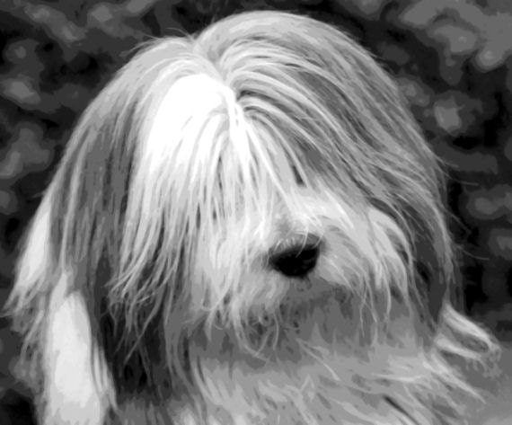 old english sheepdog painting