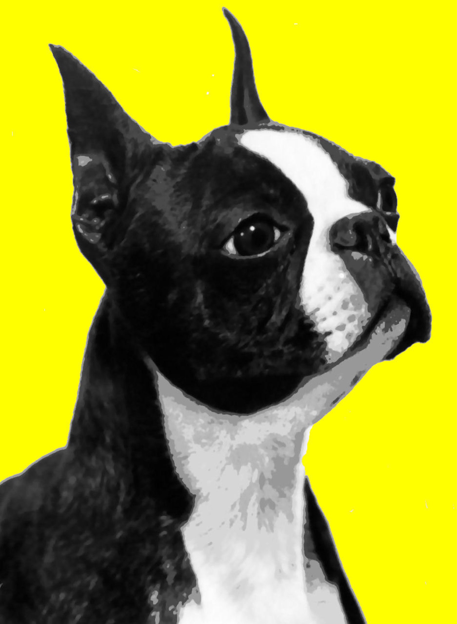 Той терьер поп арт. Собаки в стиле арт. Boston terrier pop dog art collage. Поп арт собака. Бостон терьер.