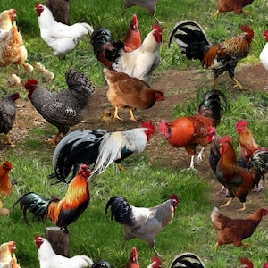 Farm Animals - Chickens HALF YARD 354-GRE by Elizabeth&#39;s Studio 100% Cotton Quilting Fabric