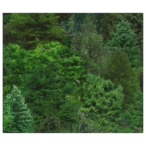 May include: A lush green forest with a variety of trees, including evergreens and deciduous trees. The trees are densely packed together, creating a sense of depth and mystery.