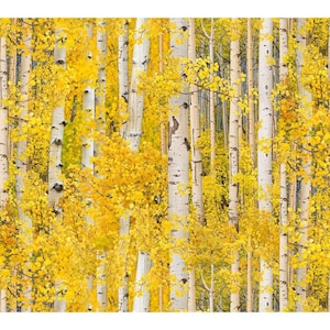 Aspen Trees HALF YARD Gold 491-GOL Elizabeth&#39;s Studio 100% Cotton Quilting Fabric