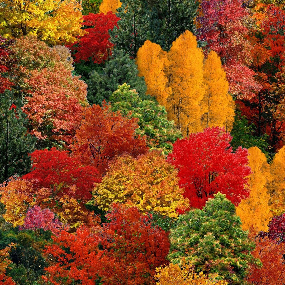 Autumn Material Tree Autumn Trees HALF YARD Multi 309-MUL by Elizabeth's Studio 100% Cotton ...