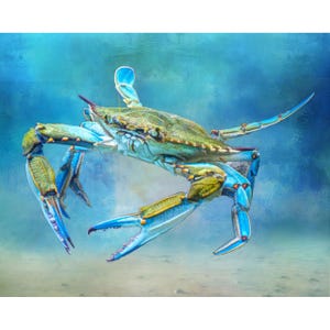 May include: A vibrant illustration of a blue crab, showcasing its distinctive blue and green shell and claws. The crab is depicted in a dynamic pose against a soft, blue underwater background, highlighting its intricate details and textures. The artwork captures the essence of marine life.