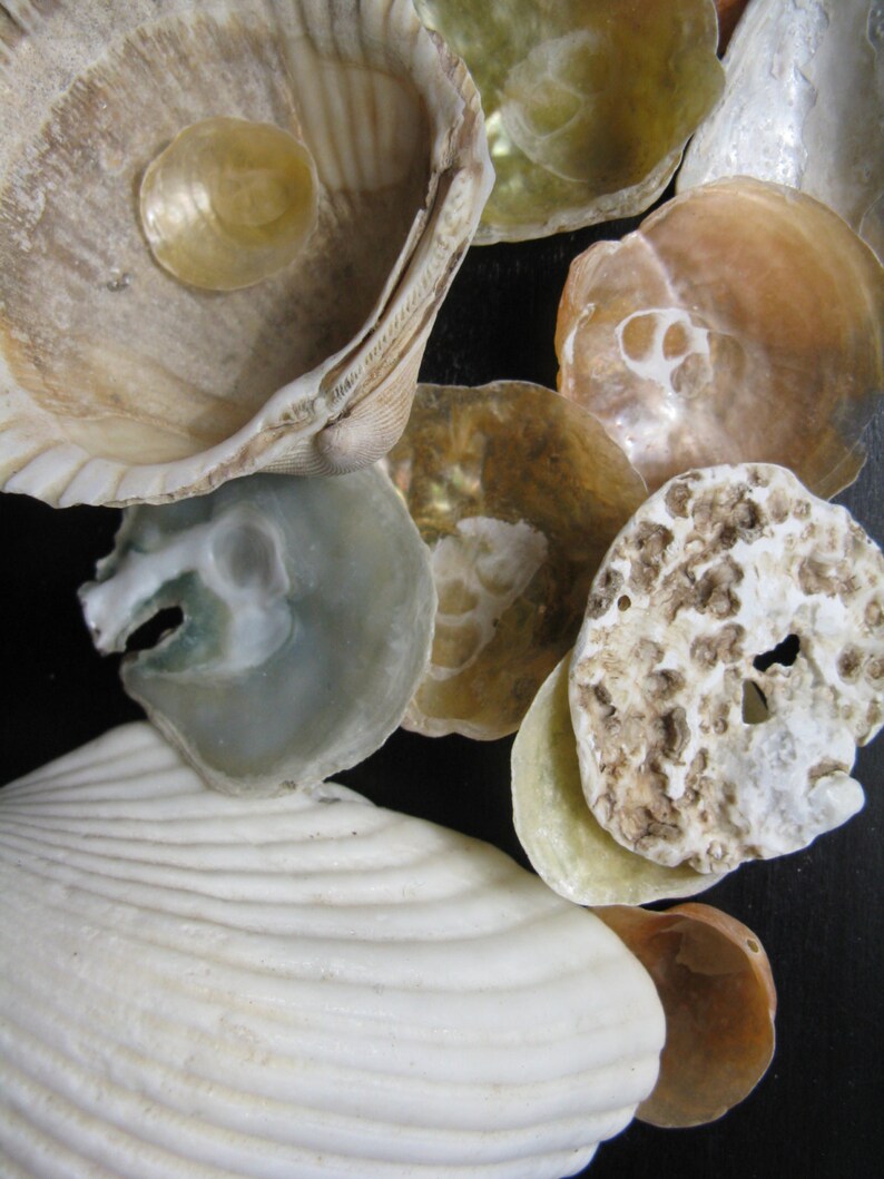 DESTASH Lot of Shells Seashells /jingle Cockle Shells Shell/ Etsy