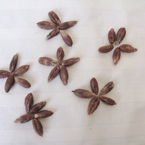 Lot of Natural Beading Supplies Tamarind & Fruit Date Pits Seeds Drilling Beads Carving Jewelry Crafts Raw Material Nature Wedding Ideas