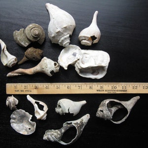 Lot of Shells Seashells /Jingle Cockle Shells Shell/ Beach Shells / Beach Decor/ Wedding Decor