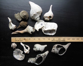 Tumbled Seashell Lot: Beach Decor, Craft Shells (1.5-5.5 inch)