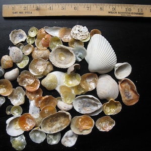 Lot of Shells Seashells /Jingle Cockle Shells Shell/ Beach Shells / Beach Decor/ Wedding Decor