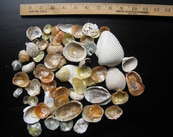 Lot of Shells Seashells /Jingle Cockle Shells Shell/ Beach Shells / Beach Decor/ Wedding Decor