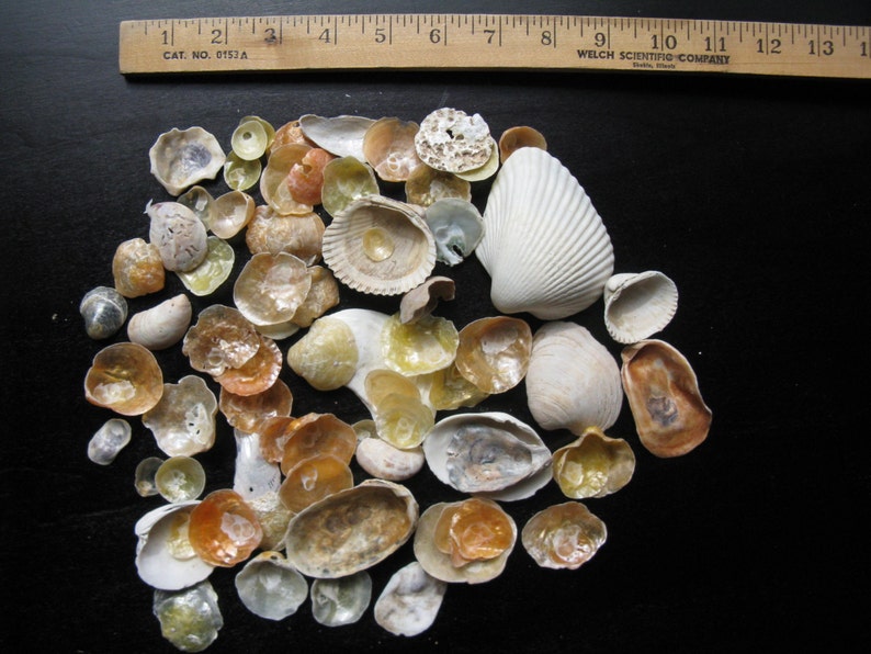 DESTASH Lot of Shells Seashells /jingle Cockle Shells Shell/ Etsy