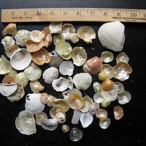 DESTASH Lot of Shells Seashells /Jingle Cockle Shells Shell/ Beach Shells / Beach Decor/ Wedding Decor / Junk Journal Supplies
