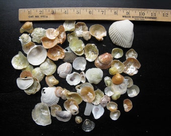 DESTASH Lot of Shells Seashells /Jingle Cockle Shells Shell/ Beach Shells / Beach Decor/ Wedding Decor / Junk Journal Supplies
