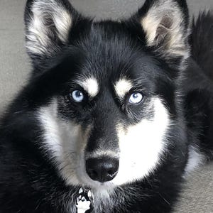 May include: Close-up of a dog's face with striking blue eyes. The dog has black and white fur, with a white patch around its muzzle and chest. A small pendant with a dog image hangs from its collar.