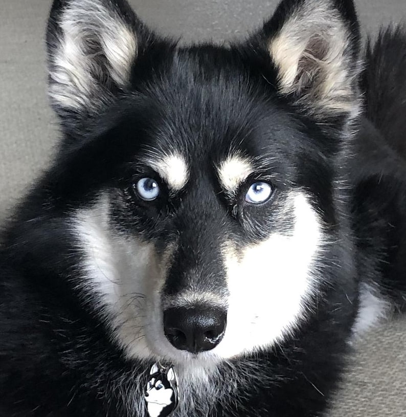 May include: Close-up of a dog's face with striking blue eyes. The dog has black and white fur, with a white patch around its muzzle and chest. A small pendant with a dog image hangs from its collar.